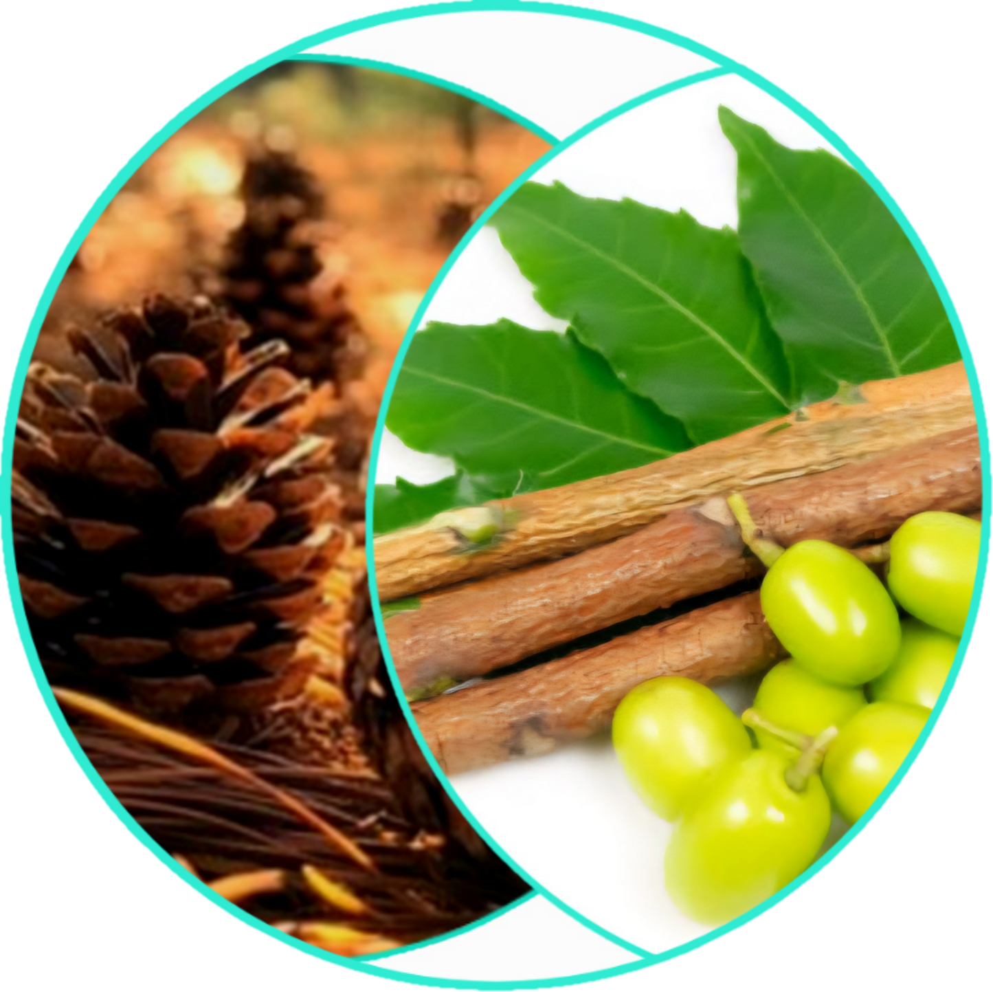 ALL NATURAL HEALING SKIN BUTTER