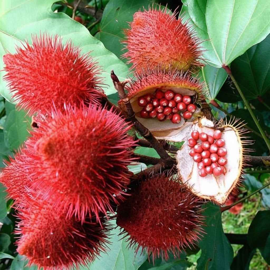 All Natural Skincare Blessings Honey Soap Annatto