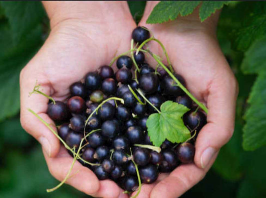 All Natural Skincare Blessings Honey Soap Ribena