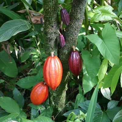 All Natural Chocolate Skin Butter for Hydrated, Nourished, and Glowing Skin
