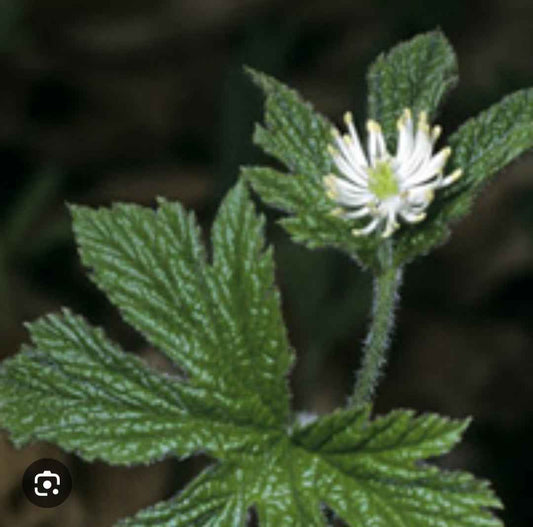 All Natural Skincare Blessings Honey Soap Golden Seal