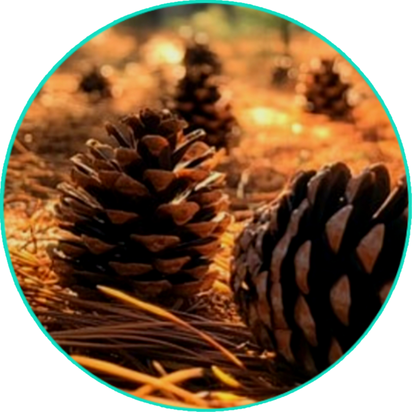 ALL NATURAL HEALING SKIN BUTTER