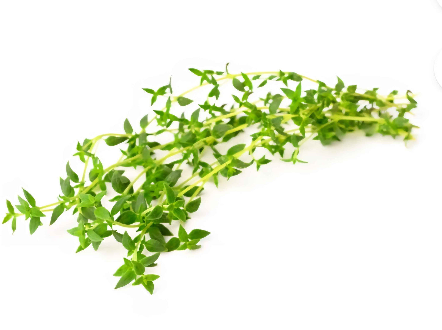 All Natural Honey Soap Thyme - Jamaican Naturals - Product Description