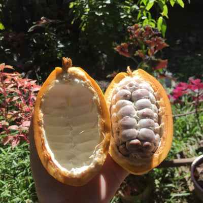 All Natural Chocolate Skin Butter for Hydrated, Nourished, and Glowing Skin - Jamaican Naturals