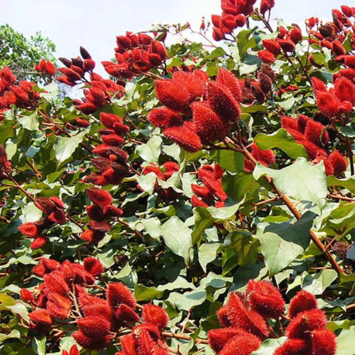 All Natural Skincare Blessings Honey Soap Annatto