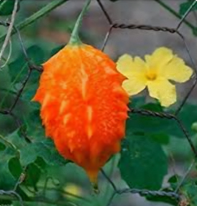 Cerasee All Natural Honey Soap