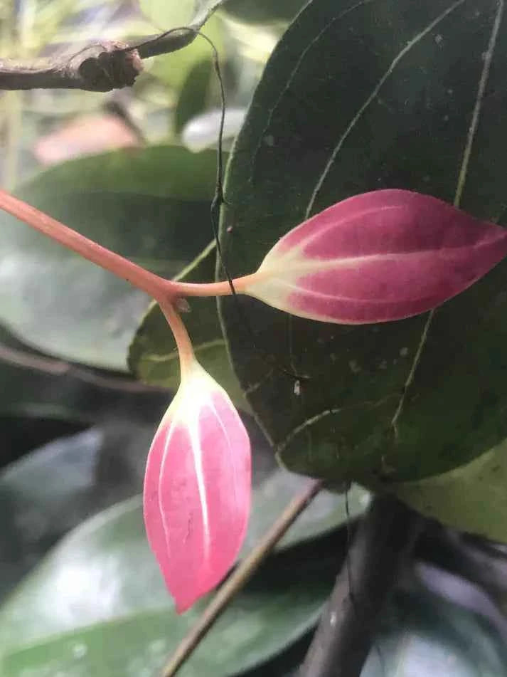 All Natural Skincare Blessings Honey Soap Cinnamon