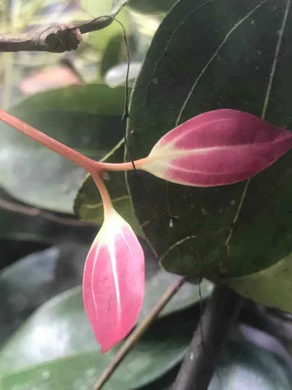 All Natural Skincare Blessings Honey Soap Cinnamon