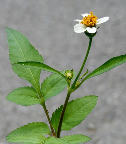 All Natural Honey Soap Spanish Needle (Bidens pilosa)