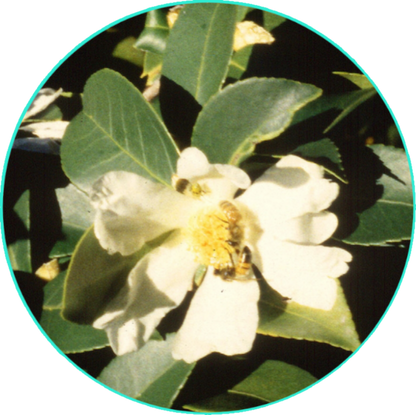 Camellia Tropical Breeze Face & Body Butter