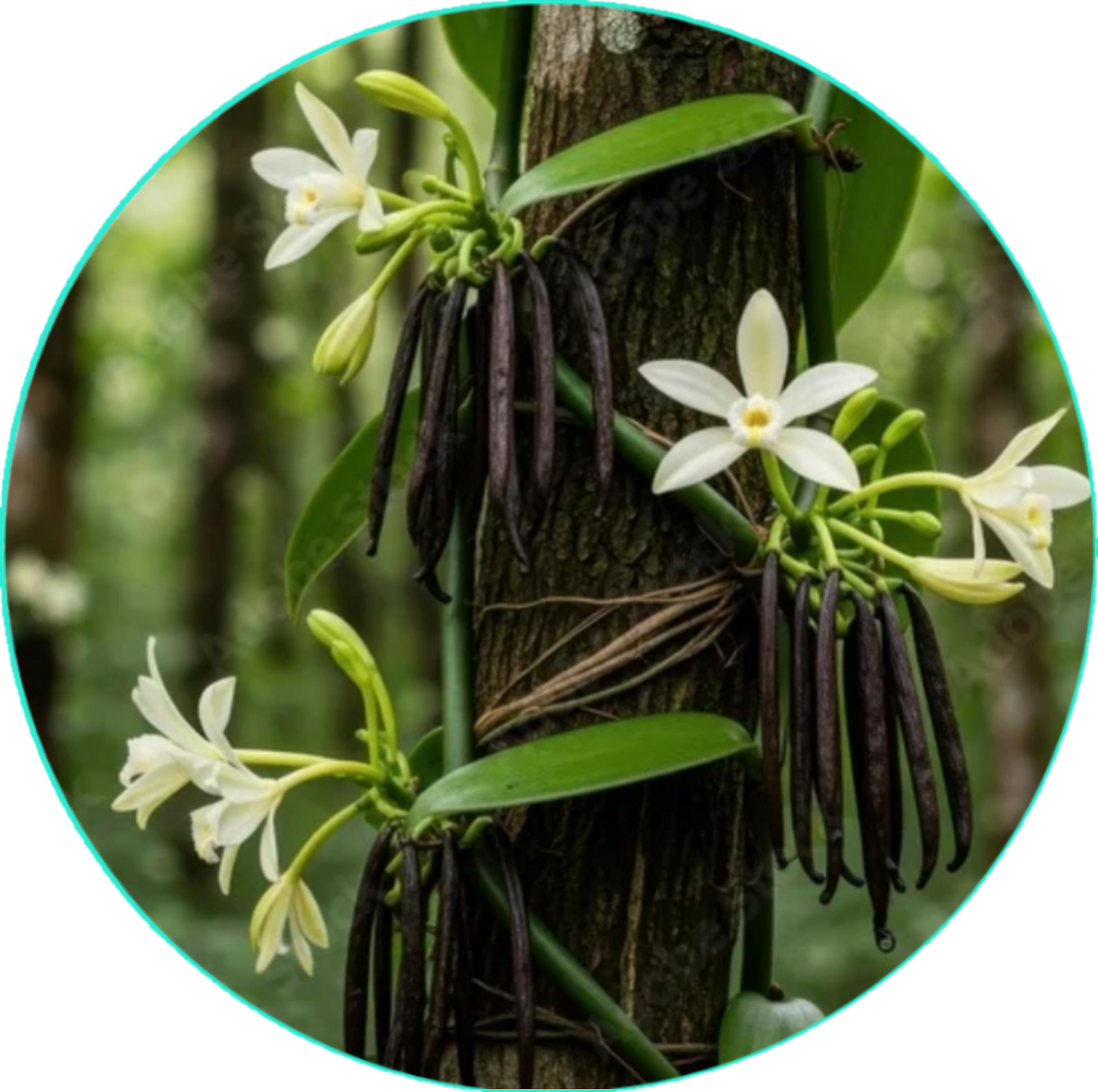 Playful Vanilla Face & Body Butter