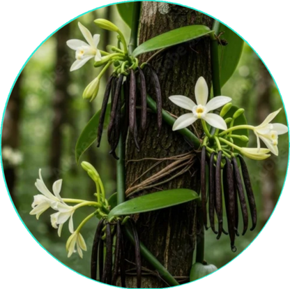 Playful Vanilla Face & Body Butter