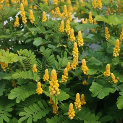 All Natural Honey Soap King Of The Forrest