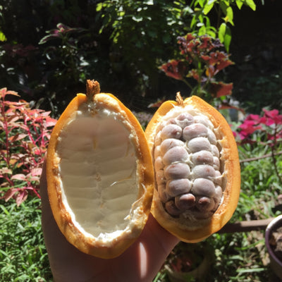 Natürliche Schokoladenhautbutter