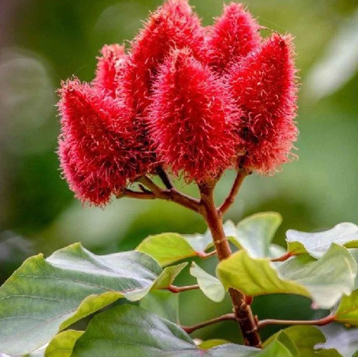 All Natural Skincare Blessings Honey Soap Annatto