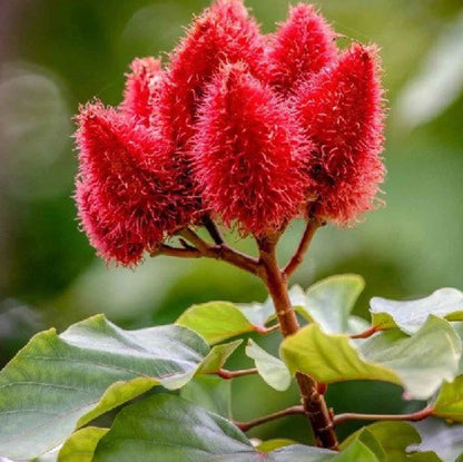 All Natural Skincare Blessings Honey Soap Annatto