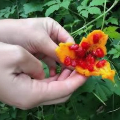 Cerasee All Natural Honey Soap